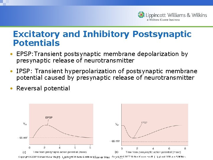 Excitatory and Inhibitory Postsynaptic Potentials • EPSP: Transient postsynaptic membrane depolarization by presynaptic release