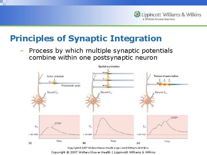 Principles of Synaptic Integration – Process by which multiple synaptic potentials combine within one