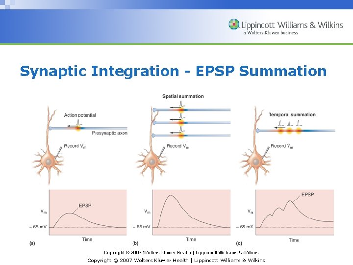 Synaptic Integration - EPSP Summation Copyright © 2007 Wolters Kluwer Health | Lippincott Williams
