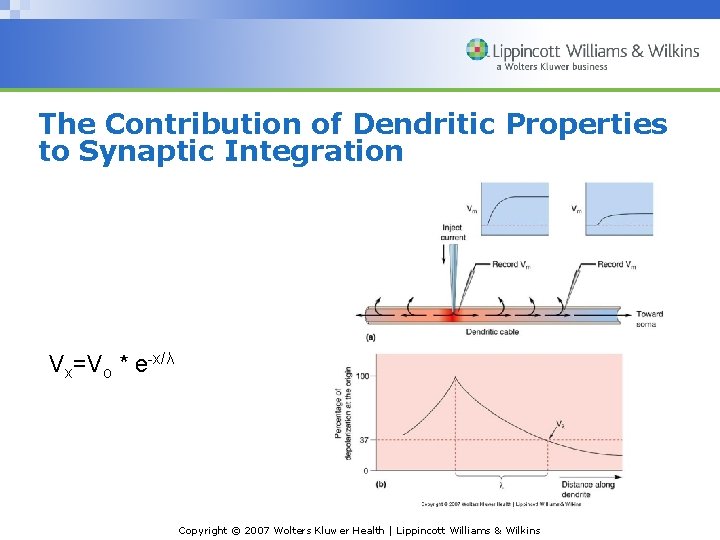 The Contribution of Dendritic Properties to Synaptic Integration Vx=Vo * e-x/λ Copyright © 2007