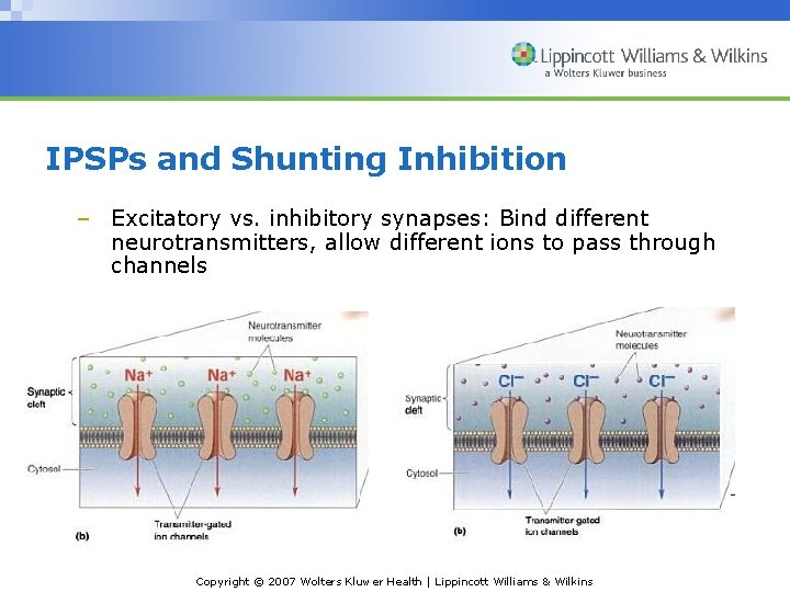 IPSPs and Shunting Inhibition – Excitatory vs. inhibitory synapses: Bind different neurotransmitters, allow different