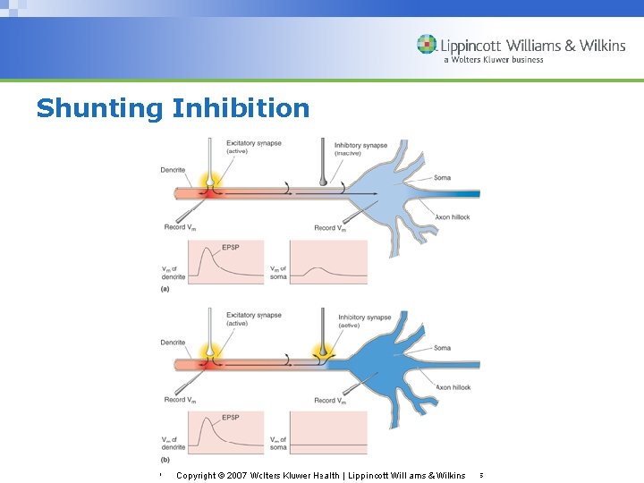 Shunting Inhibition Copyright © 2007 Wolters Kluwer Health | Lippincott Williams & Wilkins 