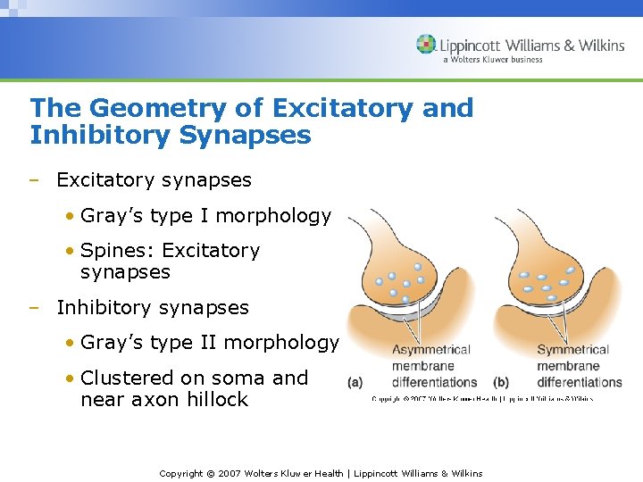 The Geometry of Excitatory and Inhibitory Synapses – Excitatory synapses • Gray’s type I