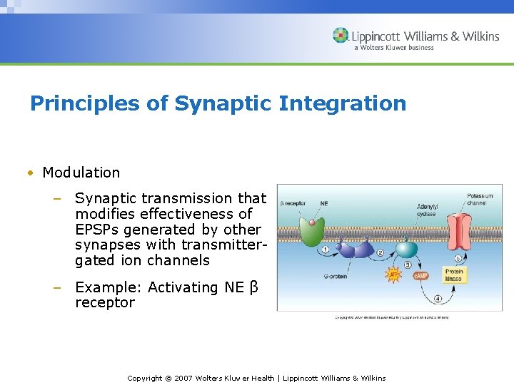 Principles of Synaptic Integration • Modulation – Synaptic transmission that modifies effectiveness of EPSPs
