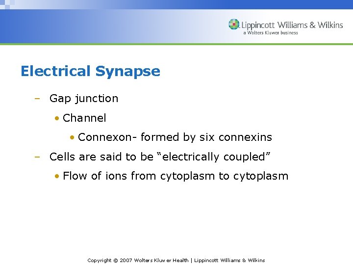 Electrical Synapse – Gap junction • Channel • Connexon- formed by six connexins –