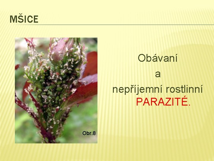 MŠICE Obávaní a nepříjemní rostlinní PARAZITÉ. Obr. 8 