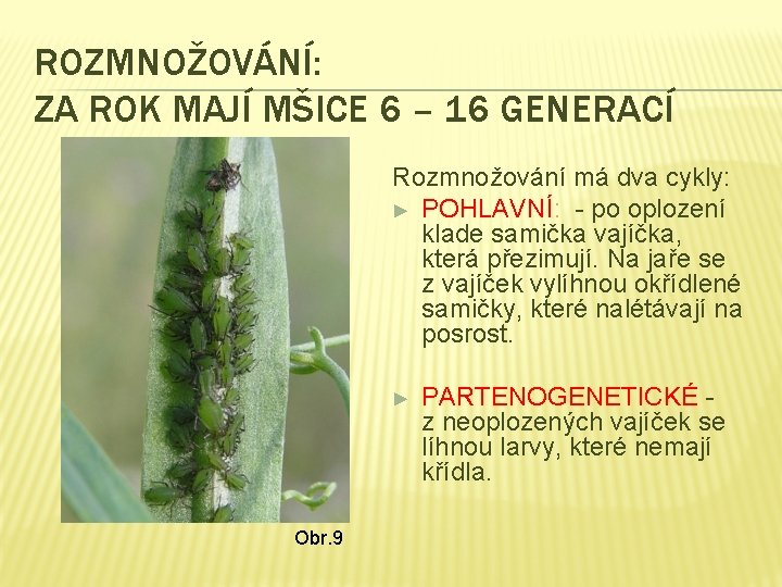 ROZMNOŽOVÁNÍ: ZA ROK MAJÍ MŠICE 6 – 16 GENERACÍ Rozmnožování má dva cykly: ►