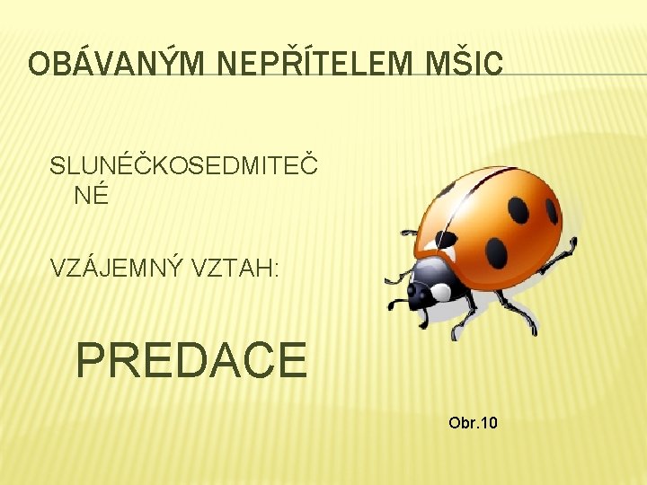 OBÁVANÝM NEPŘÍTELEM MŠIC SLUNÉČKOSEDMITEČ NÉ VZÁJEMNÝ VZTAH: PREDACE Obr. 10 