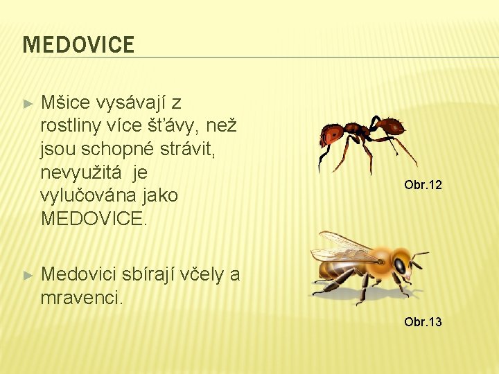 MEDOVICE ► ► Mšice vysávají z rostliny více šťávy, než jsou schopné strávit, nevyužitá