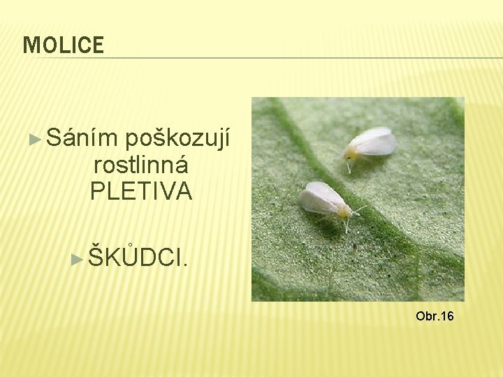 MOLICE ► Sáním poškozují rostlinná PLETIVA ► ŠKŮDCI. Obr. 16 