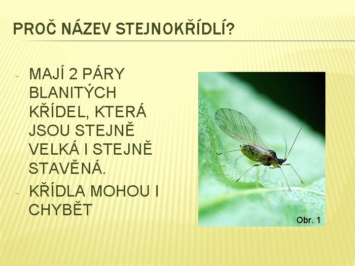 PROČ NÁZEV STEJNOKŘÍDLÍ? - - MAJÍ 2 PÁRY BLANITÝCH KŘÍDEL, KTERÁ JSOU STEJNĚ VELKÁ