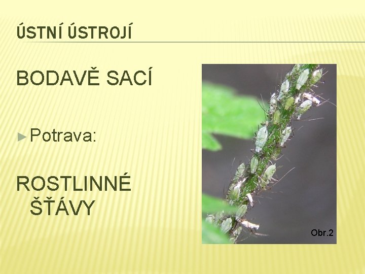 ÚSTNÍ ÚSTROJÍ BODAVĚ SACÍ ► Potrava: ROSTLINNÉ ŠŤÁVY Obr. 2 