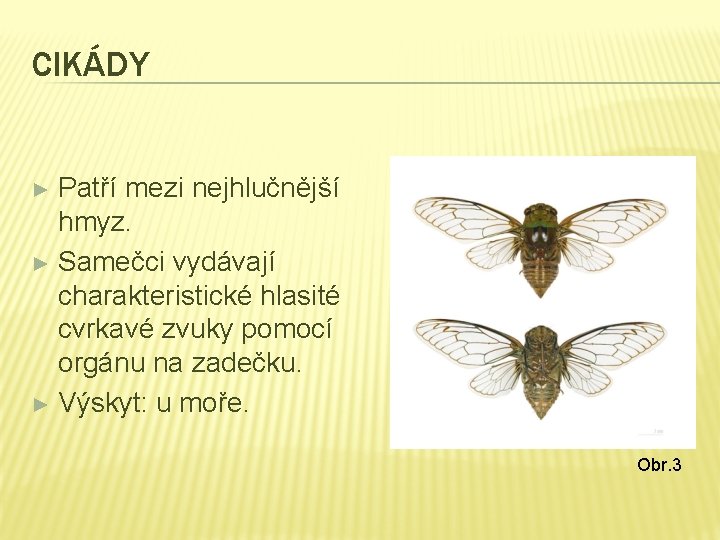 CIKÁDY Patří mezi nejhlučnější hmyz. ► Samečci vydávají charakteristické hlasité cvrkavé zvuky pomocí orgánu