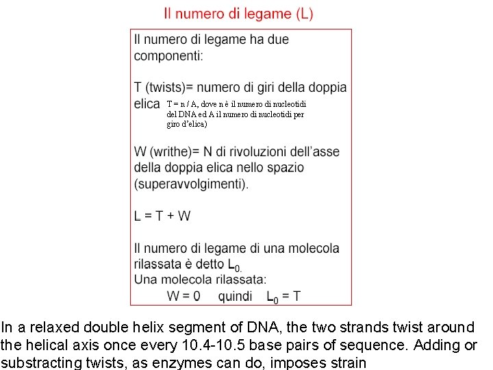 T = n / A, dove n è il numero di nucleotidi del DNA