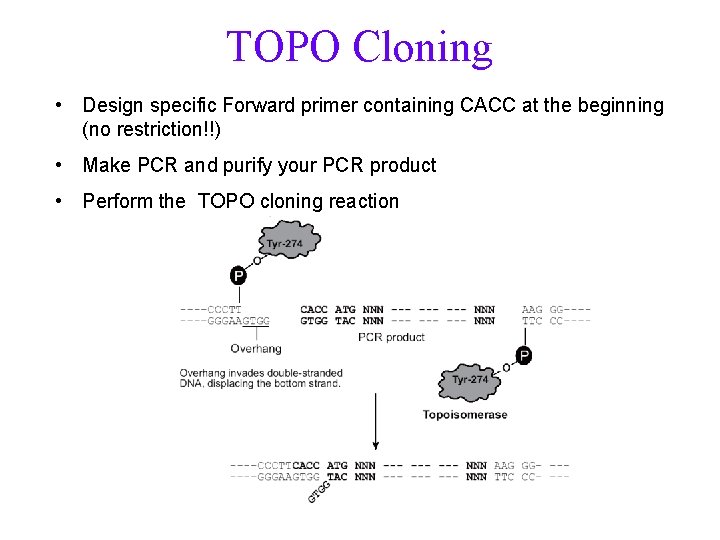TOPO Cloning • Design specific Forward primer containing CACC at the beginning (no restriction!!)