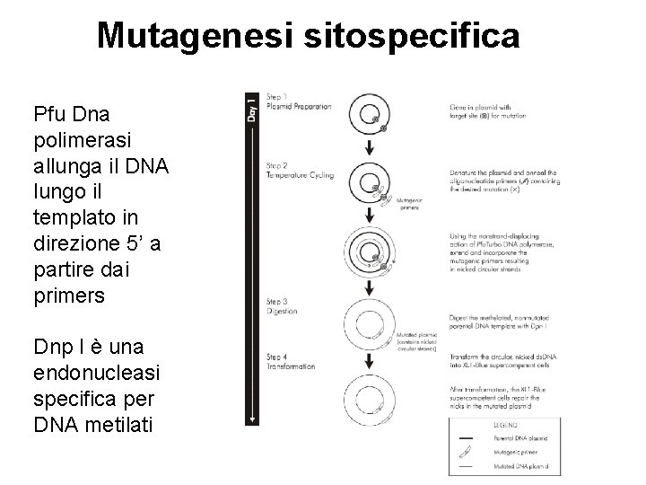 Mutagenesi sitospecifica Pfu Dna polimerasi allunga il DNA lungo il templato in direzione 5’
