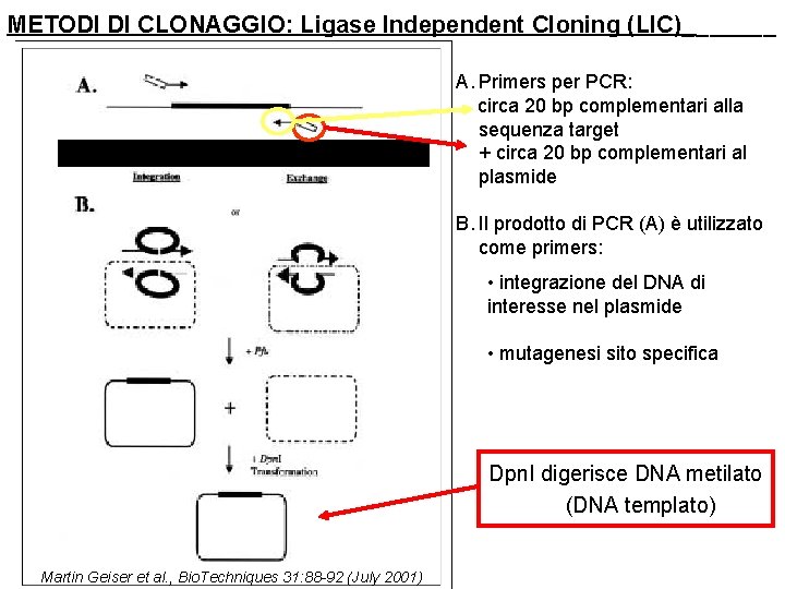 METODI DI CLONAGGIO: Ligase Independent Cloning (LIC)_______ Integration Exchange A. Primers per PCR: circa