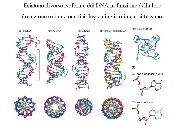Esistono diverse isoforme del DNA in funzione della loro idratazione e situazione fisiologica/in vitro