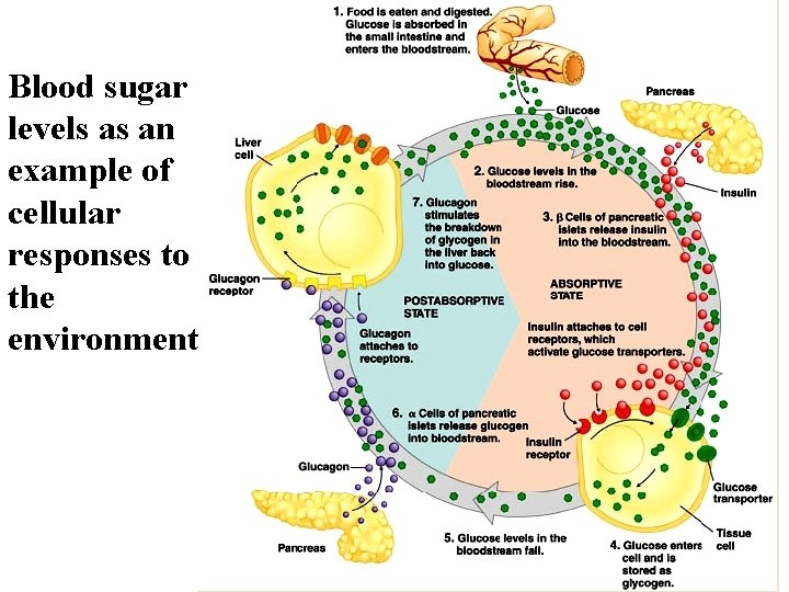 Blood sugar levels as an example of cellular responses to the environment 