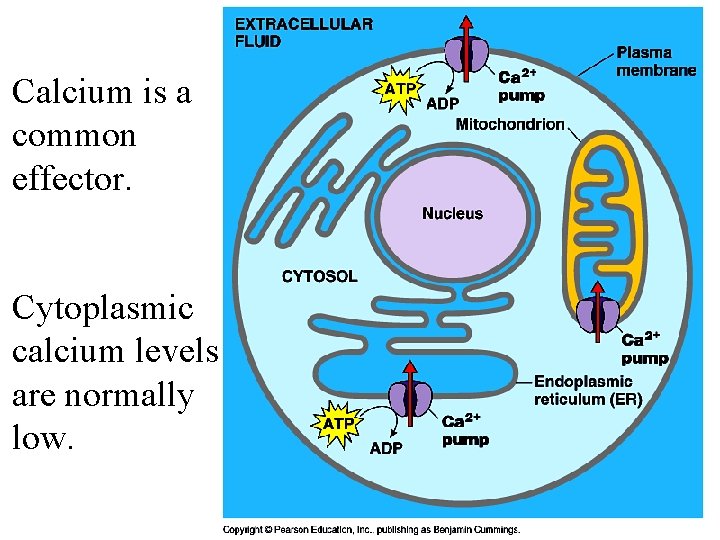 Calcium is a common effector. Cytoplasmic calcium levels are normally low. 