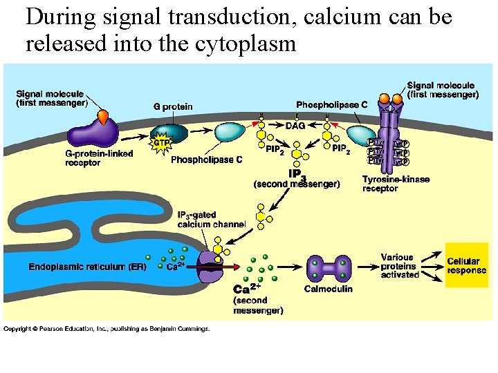 During signal transduction, calcium can be released into the cytoplasm 