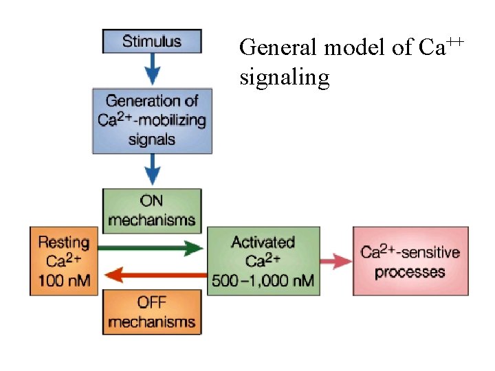 General model of Ca++ signaling 