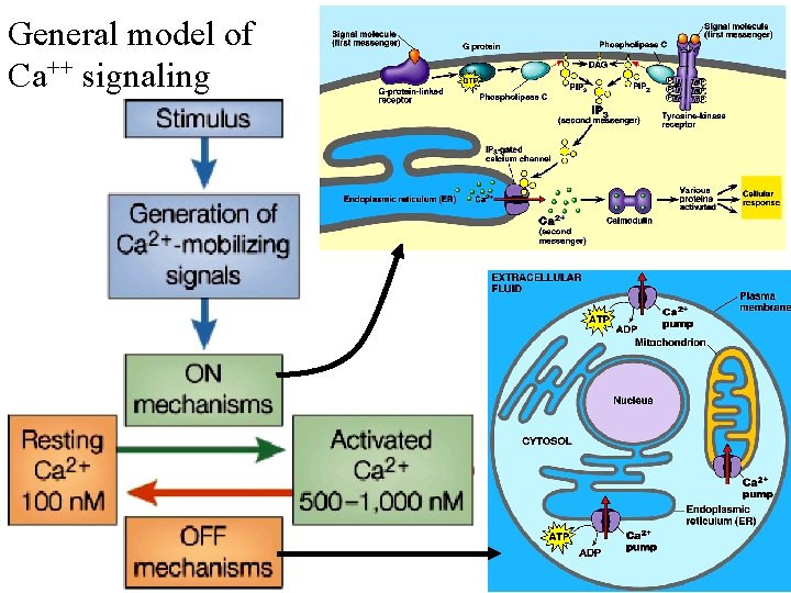 General model of Ca++ signaling 