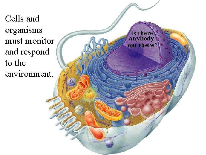 Cells and organisms must monitor and respond to the environment. Is there anybody out