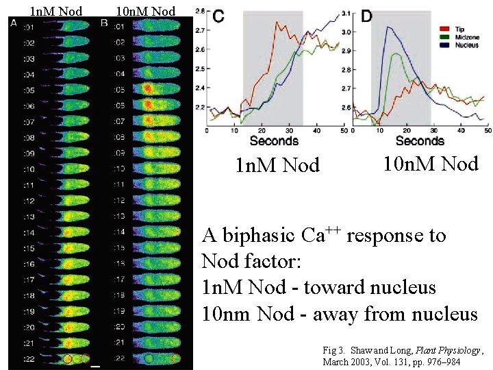 1 n. M Nod 10 n. M Nod A biphasic Ca++ response to Nod