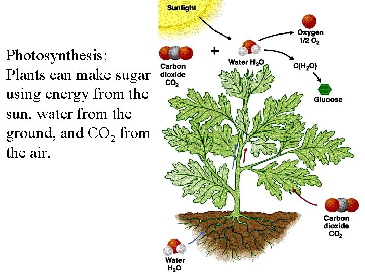 Photosynthesis: Plants can make sugar using energy from the sun, water from the ground,