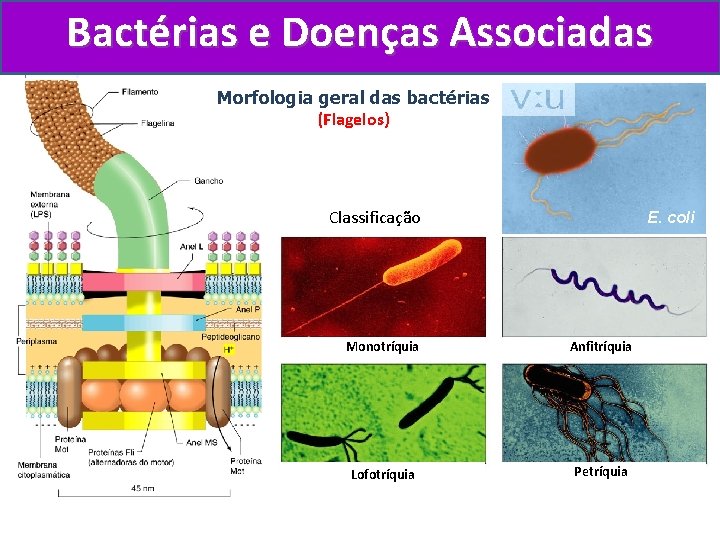 Bactérias e Doenças Associadas Morfologia geral das bactérias (Flagelos) Classificação E. coli Monotríquia Anfitríquia