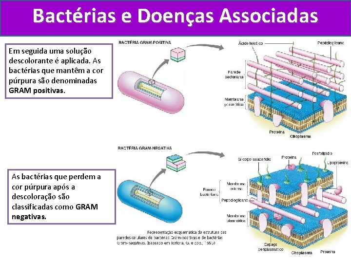 Bactérias e Doenças Associadas Em seguida uma solução A Utilizando corantes a base de