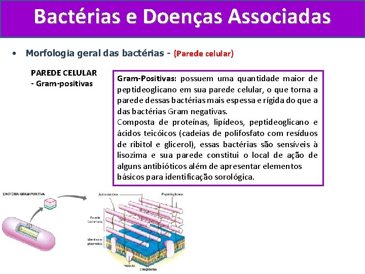 Bactérias e Doenças Associadas • Morfologia geral das bactérias - (Parede celular) PAREDE CELULAR