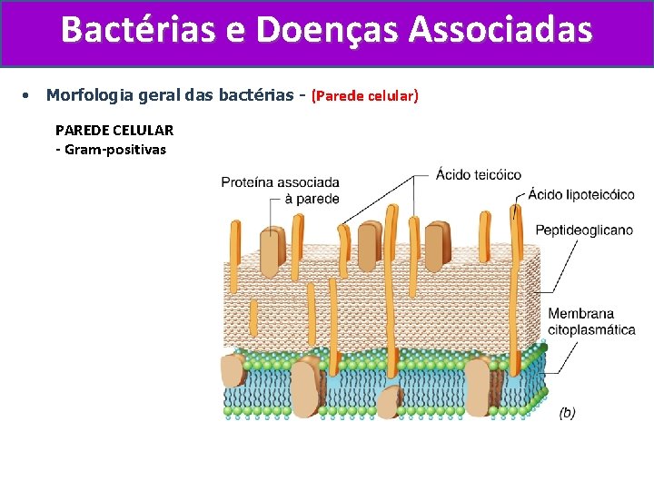 Bactérias e Doenças Associadas • Morfologia geral das bactérias - (Parede celular) PAREDE CELULAR