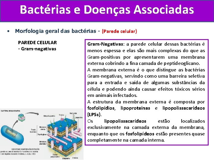 Bactérias e Doenças Associadas • Morfologia geral das bactérias - (Parede celular) PAREDE CELULAR