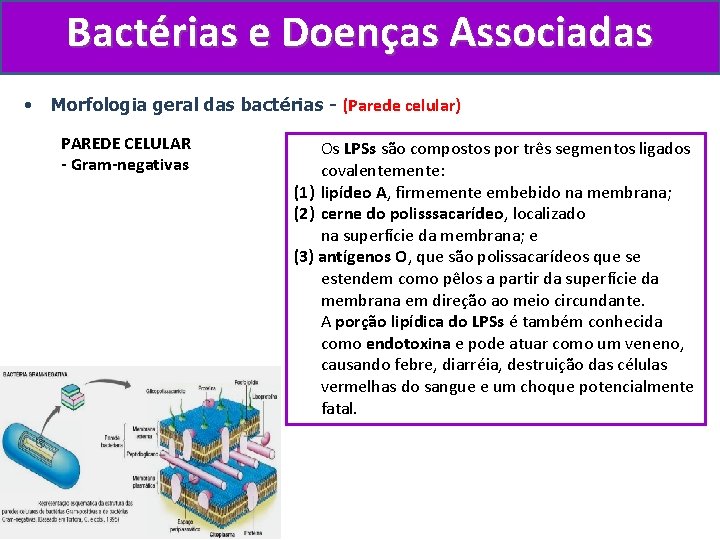 Bactérias e Doenças Associadas • Morfologia geral das bactérias - (Parede celular) PAREDE CELULAR