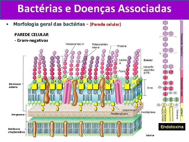 Bactérias e Doenças Associadas • Morfologia geral das bactérias - (Parede celular) PAREDE CELULAR