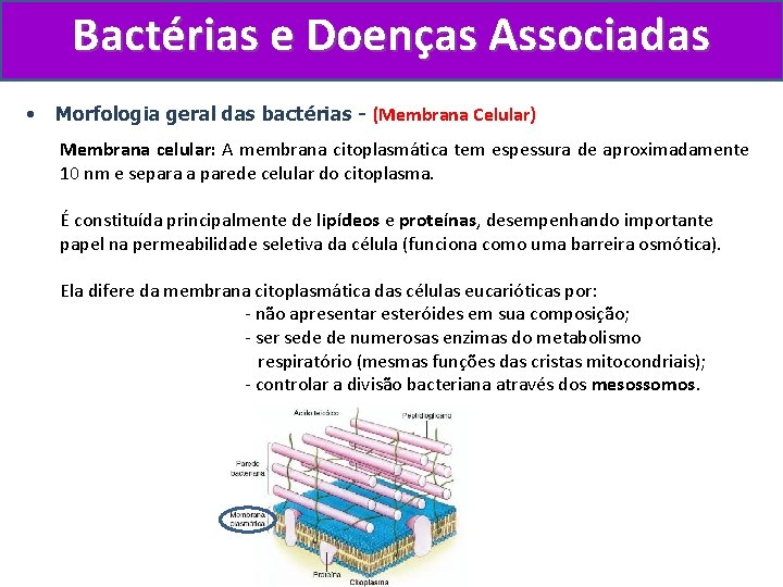 Bactérias e Doenças Associadas • Morfologia geral das bactérias - (Membrana Celular) Membrana celular: