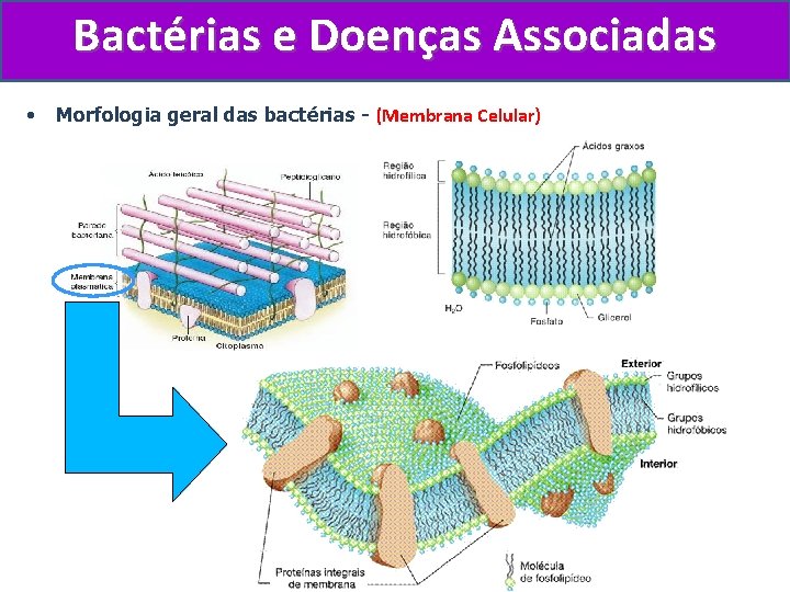 Bactérias e Doenças Associadas • Morfologia geral das bactérias - (Membrana Celular) 