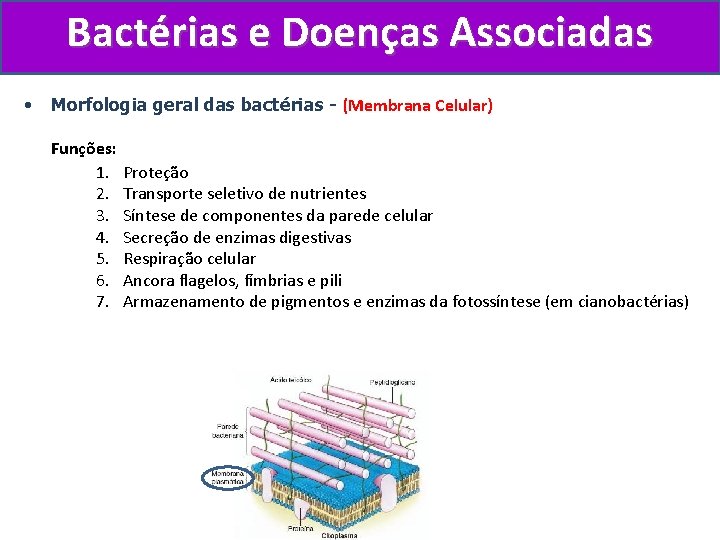 Bactérias e Doenças Associadas • Morfologia geral das bactérias - (Membrana Celular) Funções: 1.