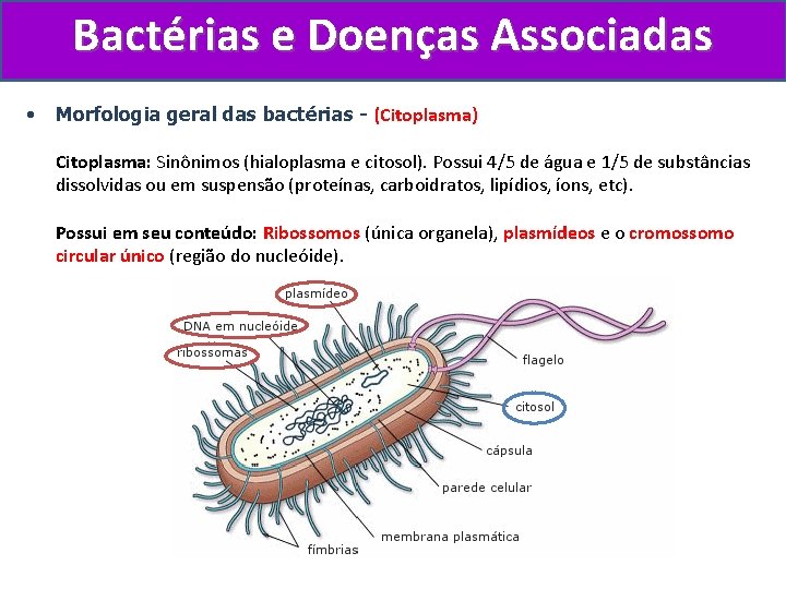 Bactérias e Doenças Associadas • Morfologia geral das bactérias - (Citoplasma) Citoplasma: Sinônimos (hialoplasma
