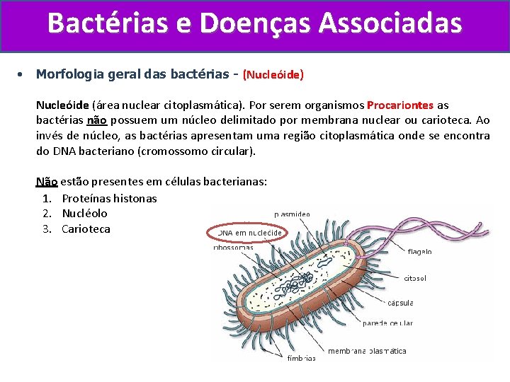 Bactérias e Doenças Associadas • Morfologia geral das bactérias - (Nucleóide) Nucleóide (área nuclear
