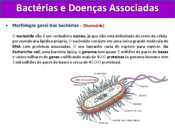 Bactérias e Doenças Associadas • Morfologia geral das bactérias - (Nucleóide) O nucleóide não