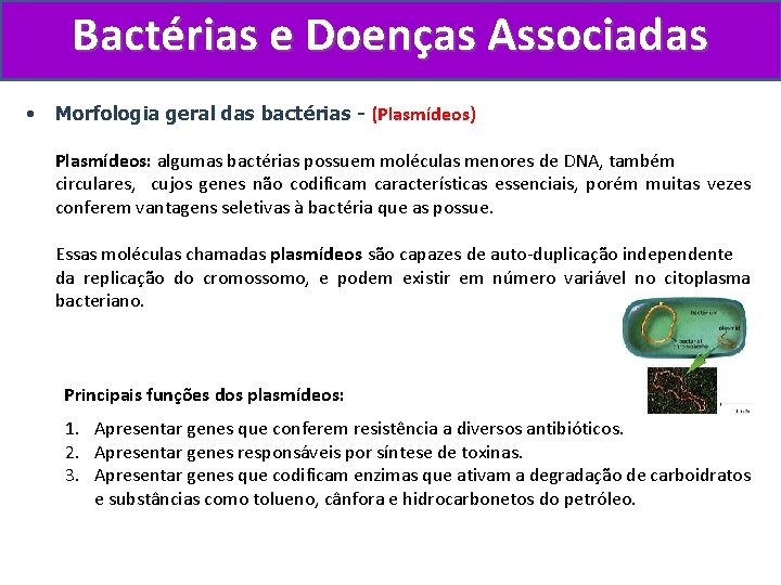 Bactérias e Doenças Associadas • Morfologia geral das bactérias - (Plasmídeos) Plasmídeos: algumas bactérias