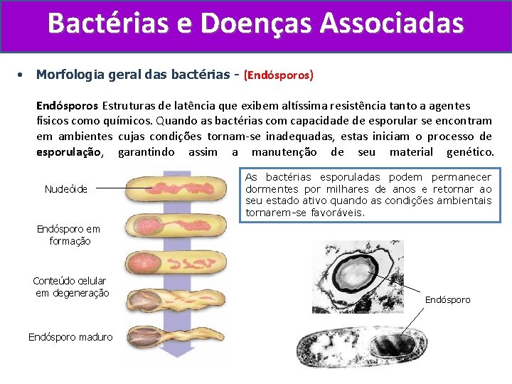 Bactérias e Doenças Associadas • Morfologia geral das bactérias - (Endósporos) Endósporos Estruturas de