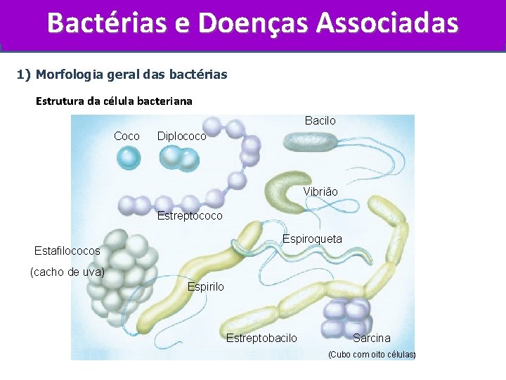 Bactérias e Doenças Associadas 1) Morfologia geral das bactérias Estrutura da célula bacteriana Bacilo