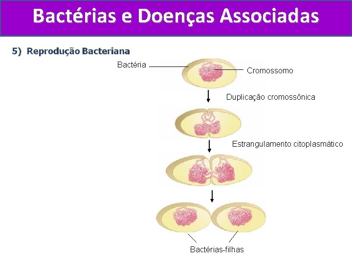 Bactérias e Doenças Associadas Bactéria Cromossomo Duplicação cromossônica Estrangulamento citoplasmático Bactérias-filhas 