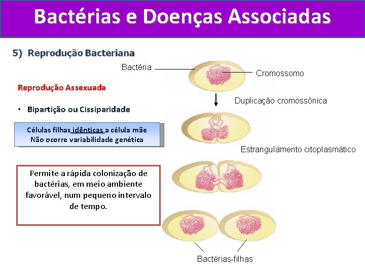 Bactérias e Doenças Associadas Bactéria Cromossomo Reprodução Assexuada • Bipartição ou Cissiparidade Duplicação cromossônica