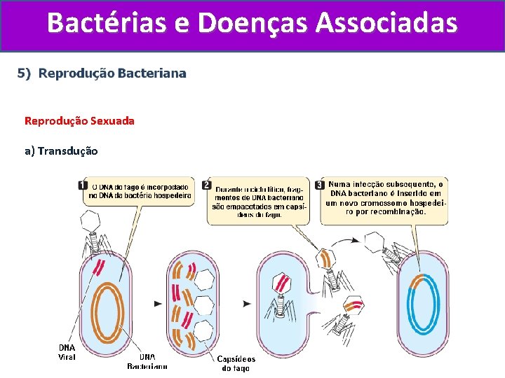 Bactérias e Doenças Associadas Reprodução Sexuada a) Transdução 