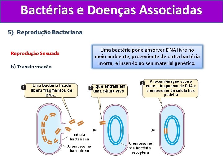 Bactérias e Doenças Associadas Reprodução Sexuada b) Transformação Uma bactéria pode absorver DNA livre